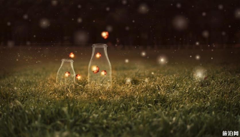 武汉花世界萤火虫公园有什么好玩的 武汉花世界萤火虫公园有什么好玩的