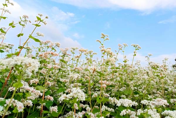 定边荞麦花什么时间开 定边荞麦花海2019开放时间