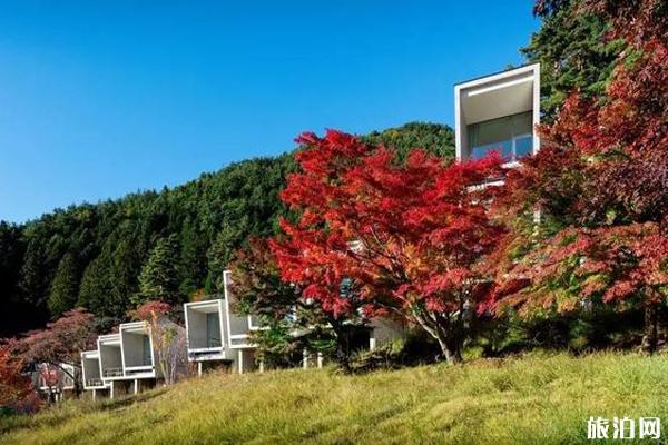 日本看枫叶住哪里最好