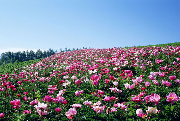 洛阳牡丹花什么时候开 洛阳牡丹花会什么时间