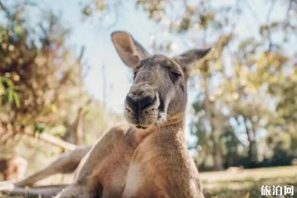 澳洲购物必买清单