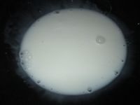 黄桃椰浆甜心幕斯的做法步骤10