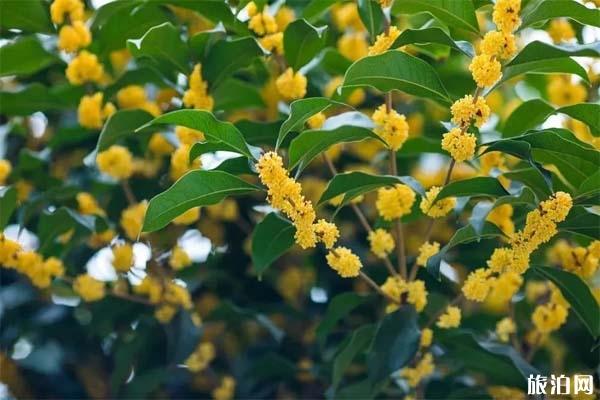 重庆南山植物园灯光展2019 花展+灯光展
