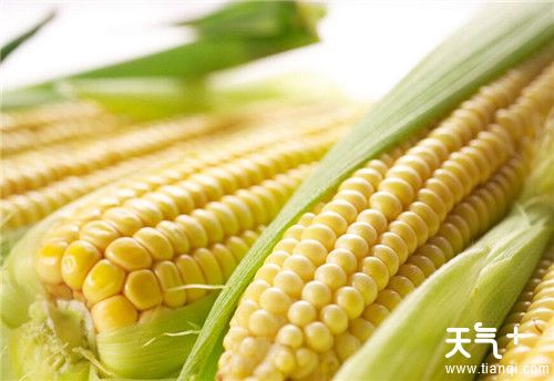 初秋适合吃什么食物 初秋养生吃什么