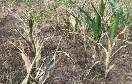 河南信阳局部出现干旱 气象局紧急开展人工增雨作业工作