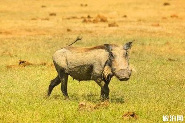 南非旅游景点介绍