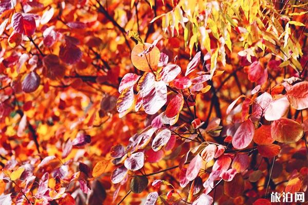 房山周口店坡峰岭风景区好玩吗 门票多少钱