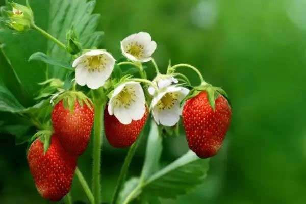 重庆摘草莓好去处 重庆哪里可以摘草莓