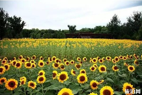 北京向日葵在哪能看 向日葵最佳观赏时间