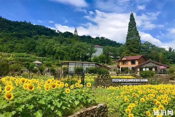宁波看向日葵的地方 宁波有赏向日葵的地方吗