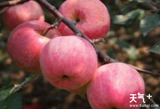 沈阳辽中知名特产有哪些