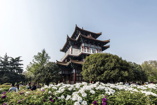 洛阳牡丹花什么时候开 洛阳牡丹花会什么时间