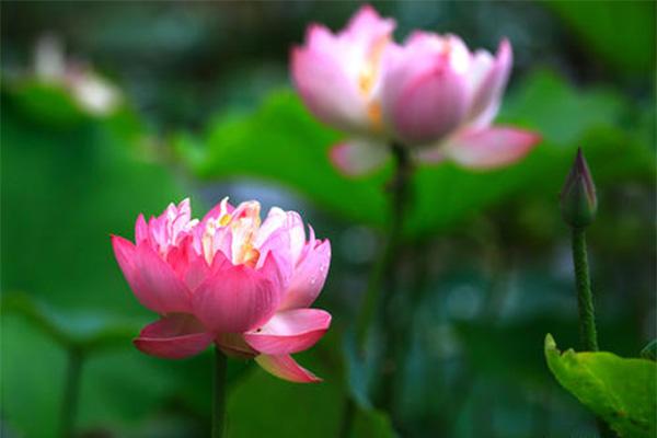 张掖湿地公园门票信息 张掖湿地公园门票信息