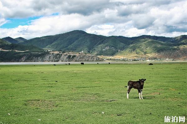 稻城亚丁一日自驾游自然精华景区