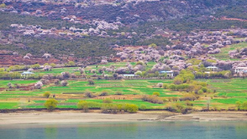 林芝桃花节什么时候 2019年林芝桃花节日期