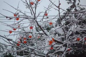 详解什么是“小雪”