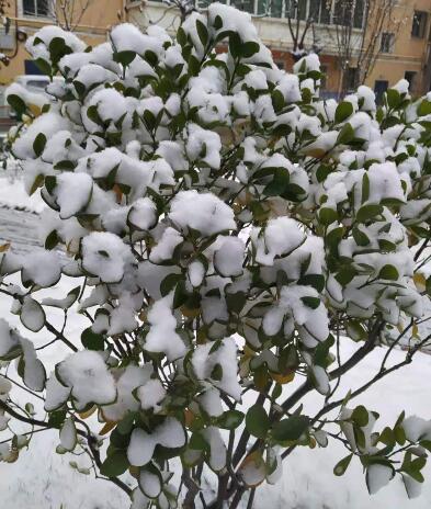 和政瑞雪飘飘  大地银装素裹