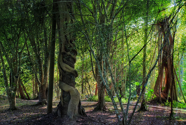 西双版纳好玩吗 西双版纳必去的景点