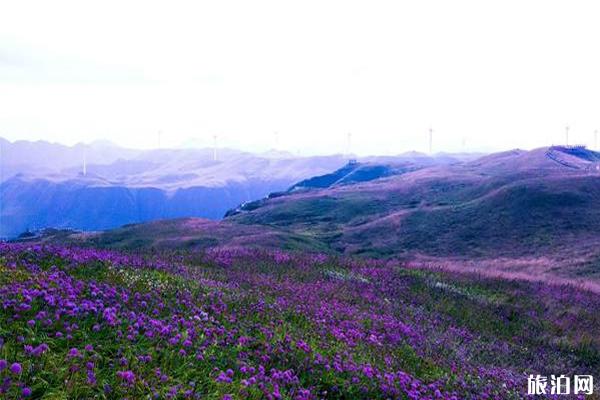中国最美花海圣地在哪里