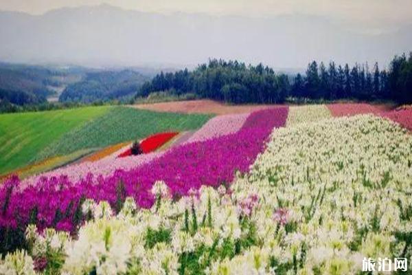 夏季日本旅游去哪好+旅游攻略