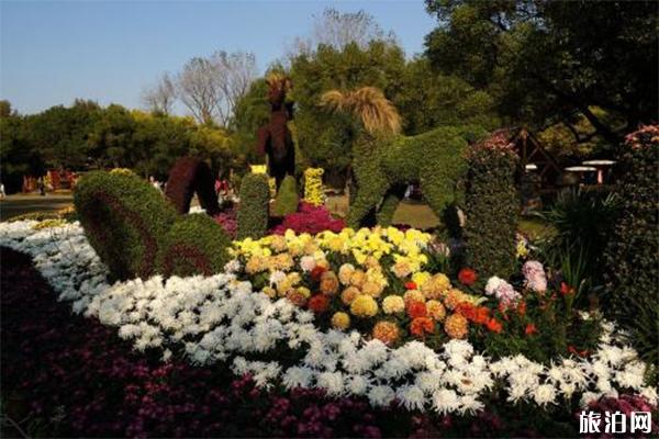 2019上海共青森林公园菊花展10月26日开幕 附菊花展信息