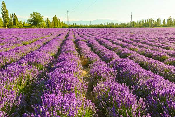 霍城薰衣草什么时间开 霍城薰衣草几月开花