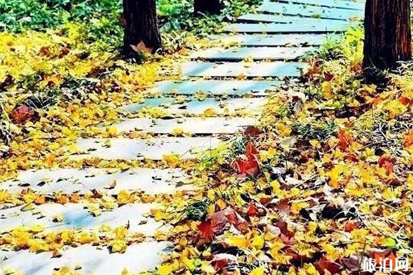 济南银杏林在哪里看
