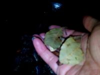 红烧鹅肉的做法步骤5