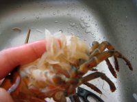 椒盐龙虾的做法步骤3