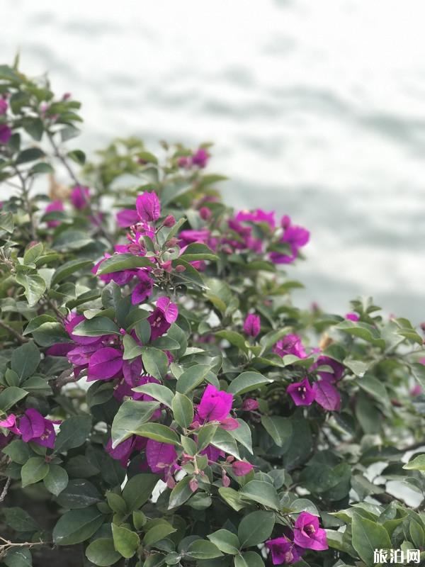 厦门两天一夜游玩攻略 厦门两天一夜旅游怎么玩 厦门两天一夜游玩攻略 厦门两天一夜旅游怎么玩