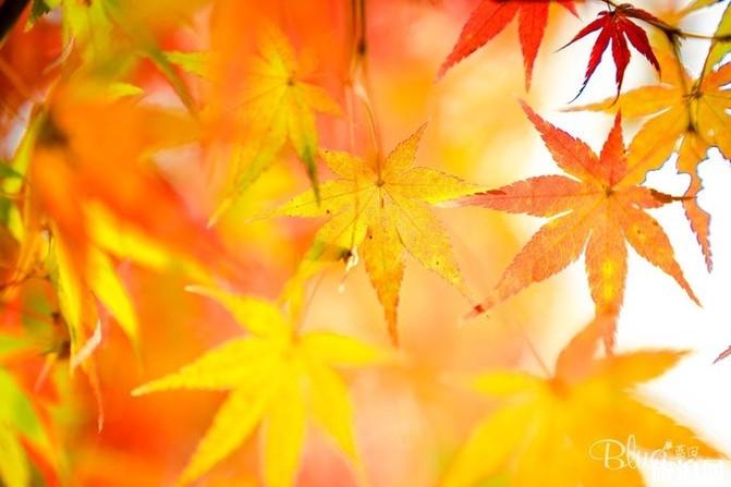 南京栖霞山枫叶最佳观赏时间 南京栖霞山赏枫攻略