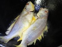 咸菜冬笋烧黄鱼的做法步骤2