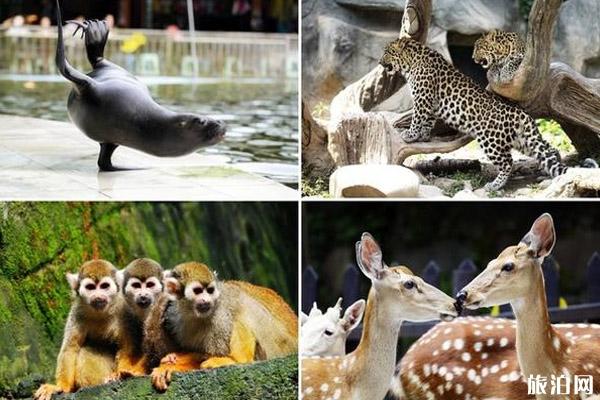 中国大熊猫保护研究中心雅安碧峰峡基地攻略