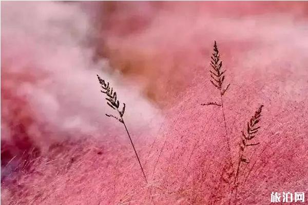 蔚然花海秋季有哪些花 蔚然花海秋季有哪些花