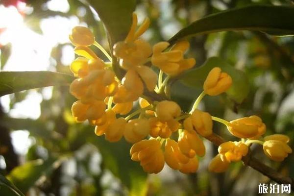 桂林哪里桂花开了