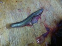 香辣泥鳅的做法步骤2