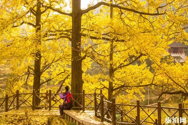 妥乐银杏村门票多少钱 妥乐古银杏村旅游攻略 妥乐银杏村门票多少钱 妥乐古银杏村旅游攻略