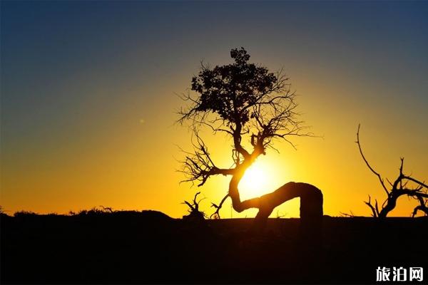 额济纳旗经典旅游线路推荐