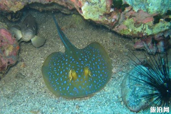 女性穿比基尼潜水需要注意什么