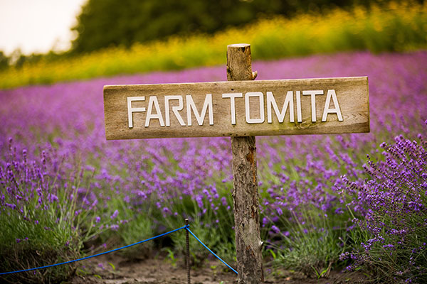 北海道薰衣草什么时候开 北海道薰衣草花期是什么时候