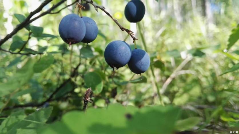 大兴安岭有什么特色玩法