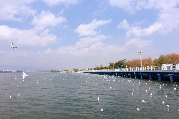 昆明看海鸥的地方有哪些 昆明海鸥最佳观赏地