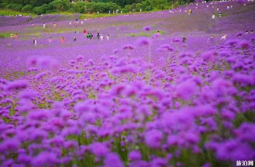 2019重庆綦江横山花仙谷中秋节有什么活动