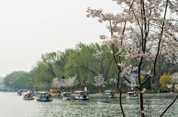 2019北京玉渊潭樱花开了吗 2019玉渊潭樱花几月开