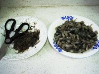 韭菜拌河虾的做法步骤2