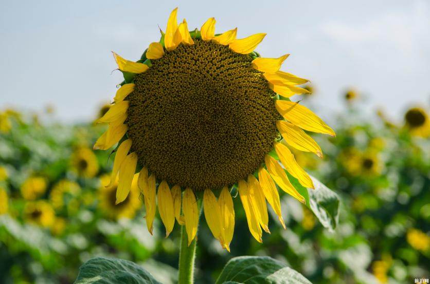 达拉斯夏天应该怎么玩 达拉斯交通情况 达拉斯夏天应该怎么玩 达拉斯交通情况