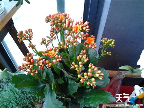 卧室放什么花有助睡眠 适合养在卧室的五种植物