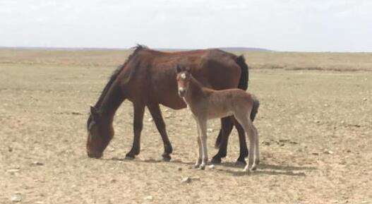 内蒙古干旱面积超六成重旱为主 未来5天有雨雪来救场