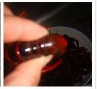 麻辣小龙虾的做法步骤1