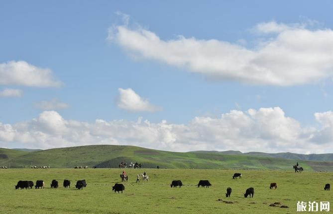 甘南桑科草原旅游攻略